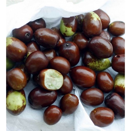 Hünnap Tohumu - 100 Adet