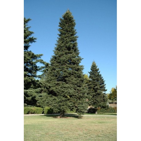 İspanya Göknar Tohumu - 250 adet