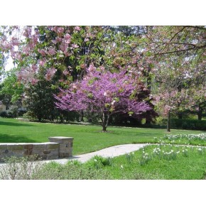 Kanada Erguvanı Tohumu - 50 Adet