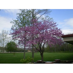 Kanada Erguvanı Tohumu - 50 Adet