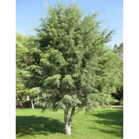 Kokulu Ardıç Tohumu - 500 Adet