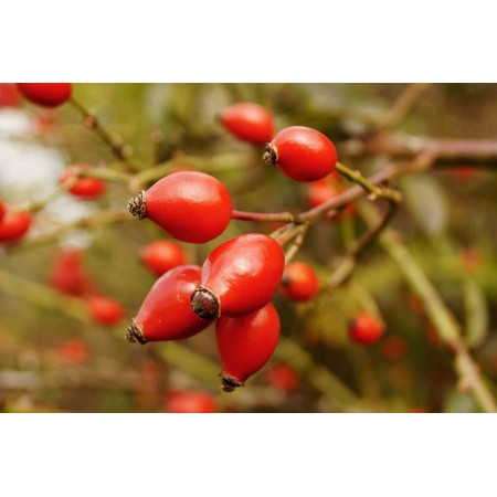 Kuşburnu Tohumu - 100 adet