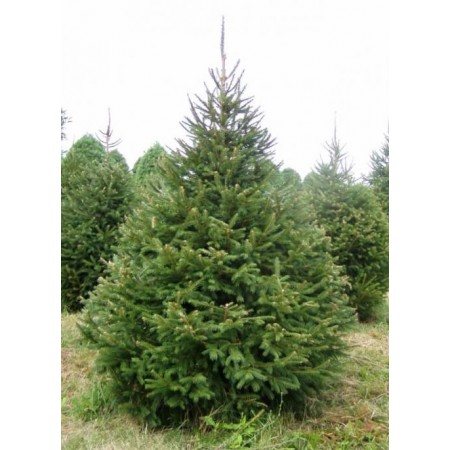 Ladin Tohumu - Lake States - 250 Adet