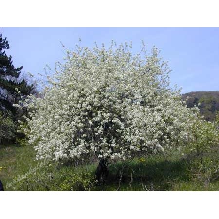 Mahlep Ağacı Tohumu - 250 Adet