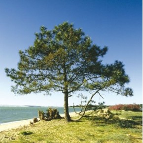 Sahil Çamı Tohumu - 500 Adet