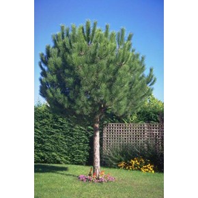 Sahil Çamı Tohumu - 500 Adet