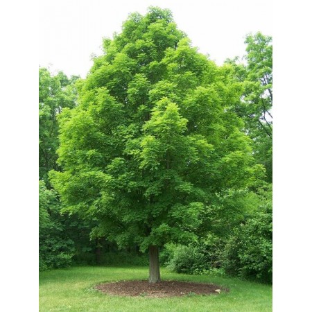 Şeker Akçaağaç Tohumu - 100 Adet