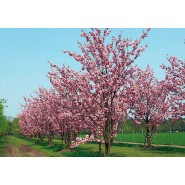 Süs Elması Tohumu - 100 Adet