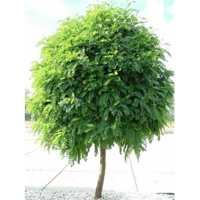 Top Akasya Tohumu - 100 Adet