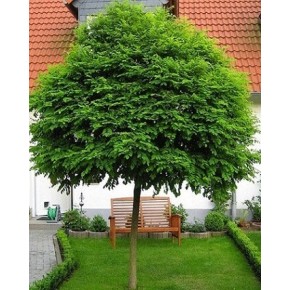 Top Akasya Tohumu - 100 Adet