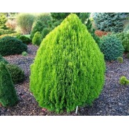 Top Doğu Mazısı Tohumu - 500 Adet