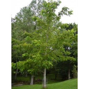 Yabani Ceviz Tohumu - 50 Adet