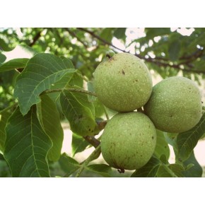 Yabani Ceviz Tohumu - 50 Adet