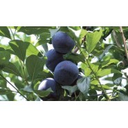 Yabani Erik Tohumu – 100 Adet