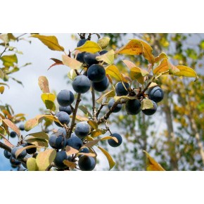 Yabani Erik Tohumu – 50 Adet
