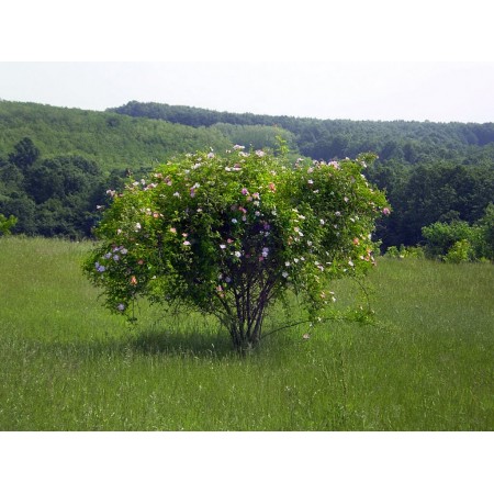 Yabani Kuşburnu Tohumu - 250 Adet