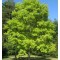 Yalancı Akasya Tohumu - 100 adet