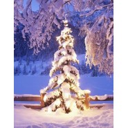 Yılbaşı Çamı Tohumu - 1.000 adet