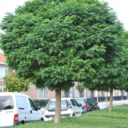 Akasya Ağacı Tohumu - 250 Adet