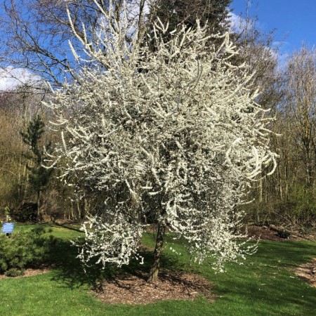 Domuz Eriği Tohumu - 50 Adet