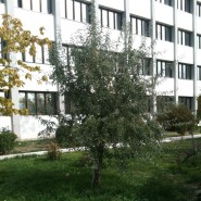 İğde Tohumu - 250 Adet