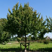 Kızılcık Ağacı Tohumu - 500 adet