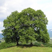 Küçük Yapraklı Ihlamur Tohumu - 500 adet
