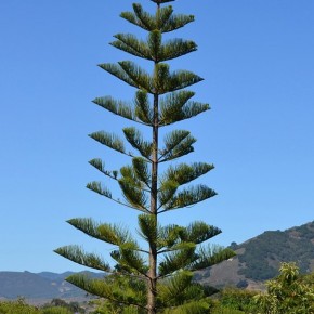 Süs Çamı Tohumu - 250 Adet
