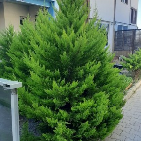 Süs Çamı Tohumu - 250 Adet