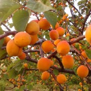 Zerdali Tohumu - 50 Adet