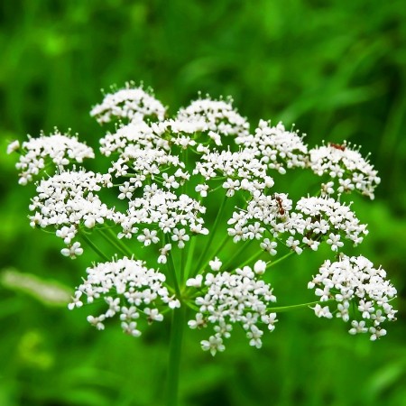 Anason Fidesi - 384 Adet