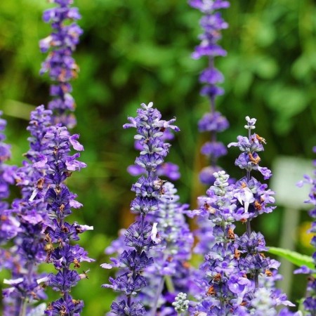 Adaçayı Çiçeği Tohumu