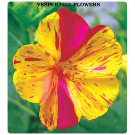 Akşam Sefası Tohumu