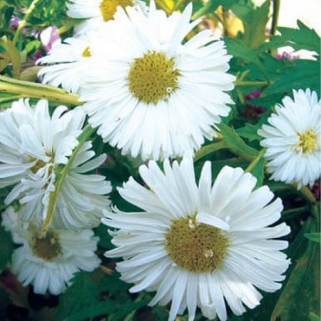 Dilber Kirpiği Çiçeği Tohumu