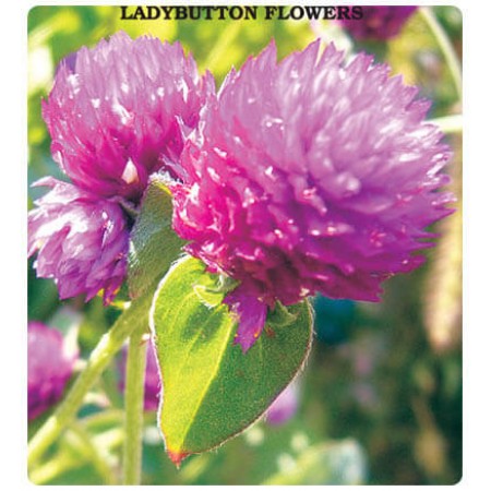 Hanım Düğmesi Çiçeği Tohumu