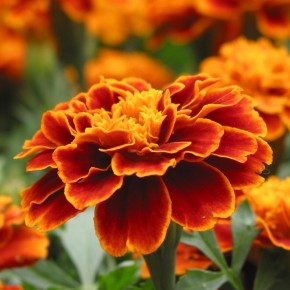 Kadife (Bodur) Çiçeği Tohumu