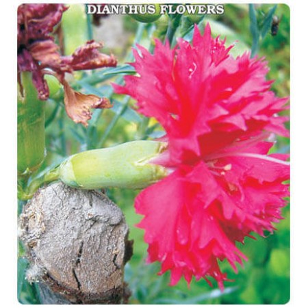 Karanfil Çiçeği Tohumu