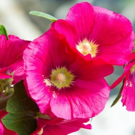 Hatim Çiçeği Tohumu