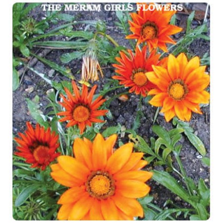 Meramlı Kız Çiçeği Tohumu