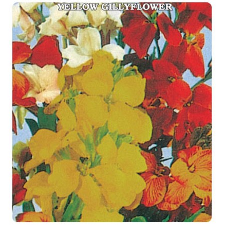 Sarı Şebboy Çiçeği Tohumu Sarı Şebboy Çiçeği Tohumu