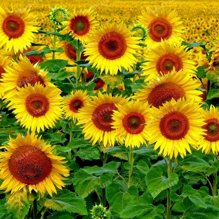 Süs Ayçiçeği Tohumu