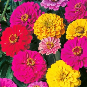 Zinnia (Kirli Hanım Çiçeği) Tohumu