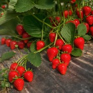 Cabrillo Çilek Fidesi – 1000 Adet