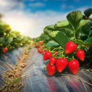 Frigo Çilek Fidesi – 100 Adet