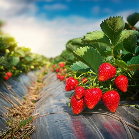 Frigo Çilek Fidesi – 500 Adet