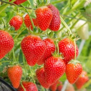 Organik Çilek Fidesi – 500 Adet