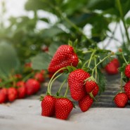 Osmanlı Çileği Fidesi - 100 Adet