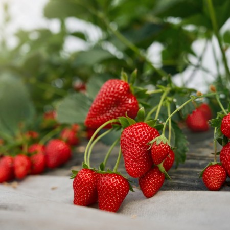 Osmanlı Çileği Fidesi - 250 Adet