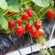 Victoria Çilek Fidesi – 500 Adet