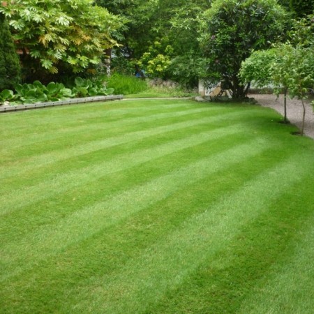 Çim Tohumu 4 Mix Grass Karışımı - 10 kg